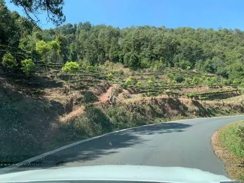 2022年墨江鳳凰窩古樹春茶價格？