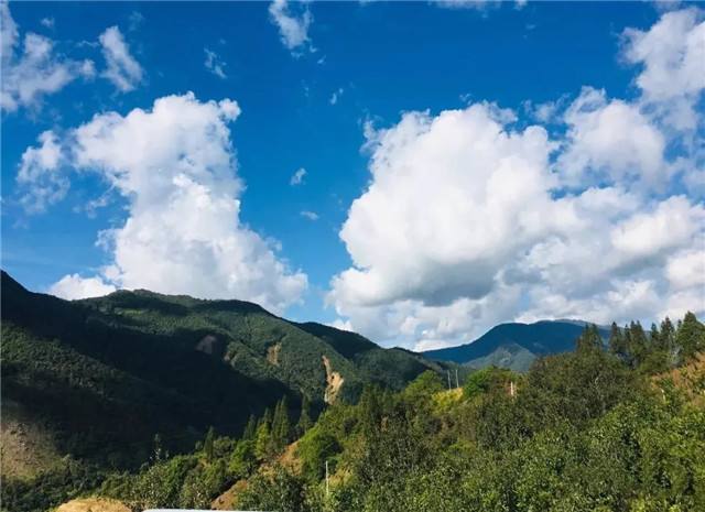 2022年景谷黃草壩古樹春茶多少錢一公斤？