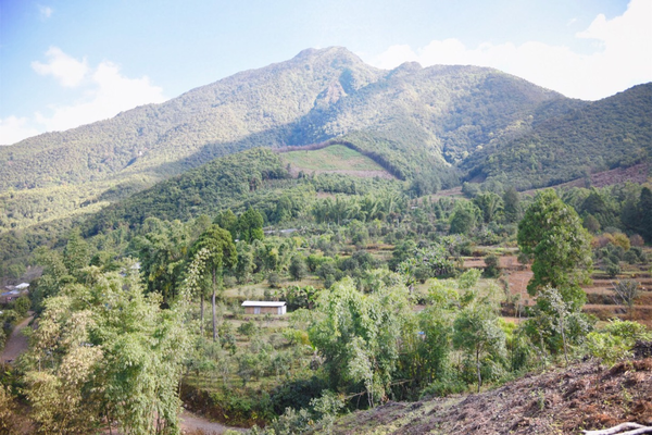 2022年景谷黃草壩古樹春茶價格？