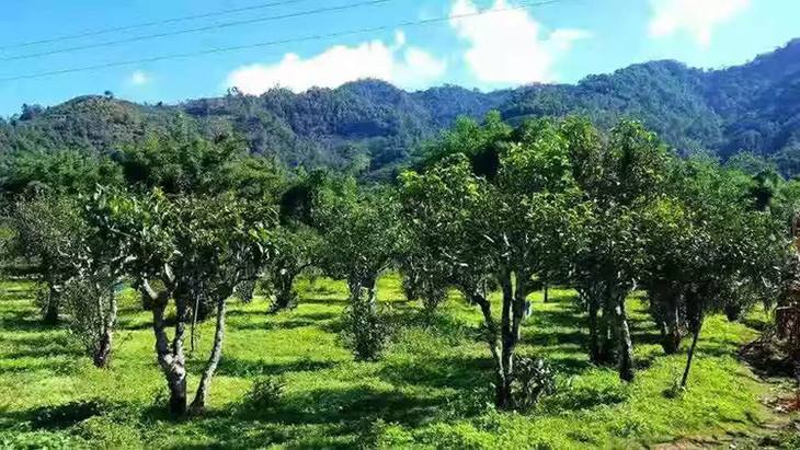 2022年景谷秧塔古樹(shù)春茶特點(diǎn)是什么？