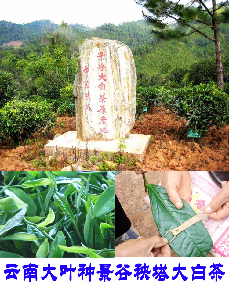 2022年景谷秧塔古樹春茶口感是什么？