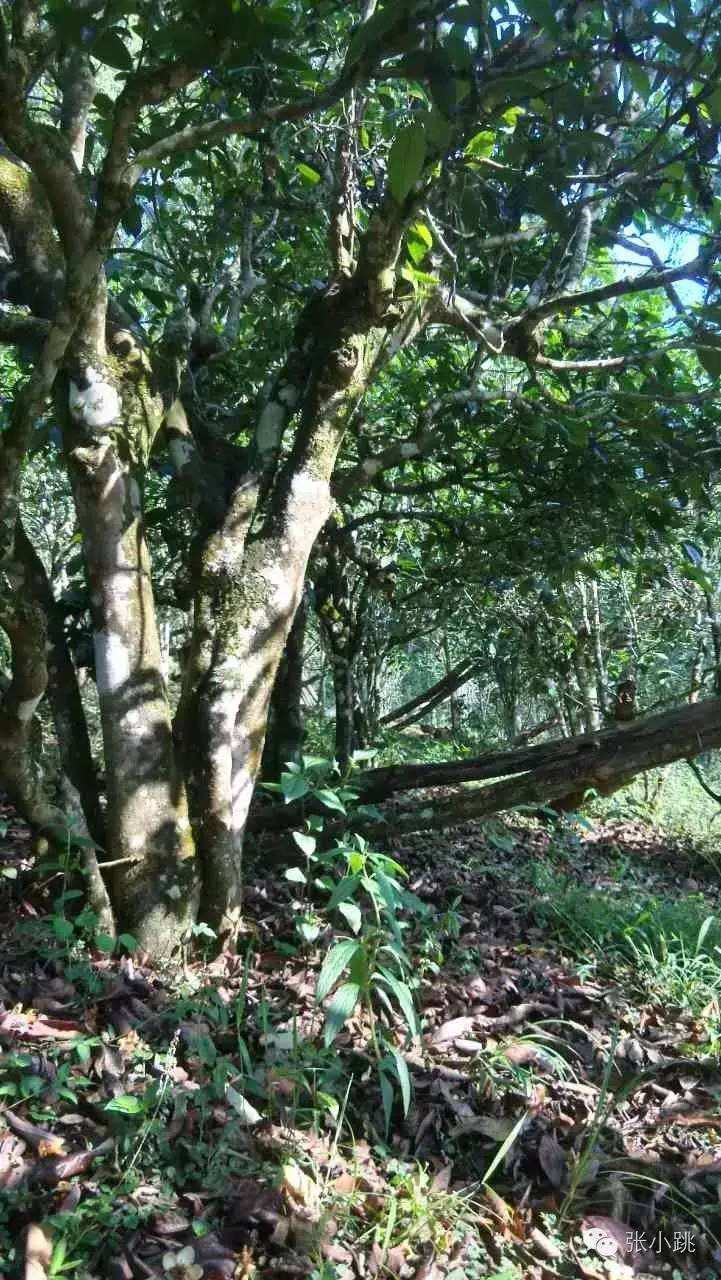 2022年景谷苦竹山古樹春茶價格多少？