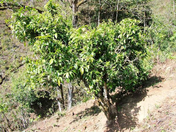 2022年景東御筆古茶山古樹春茶特點(diǎn)？