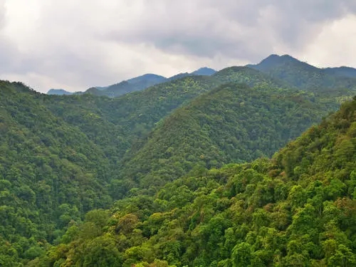 2022年無量山古樹春茶迎春“綻放”！