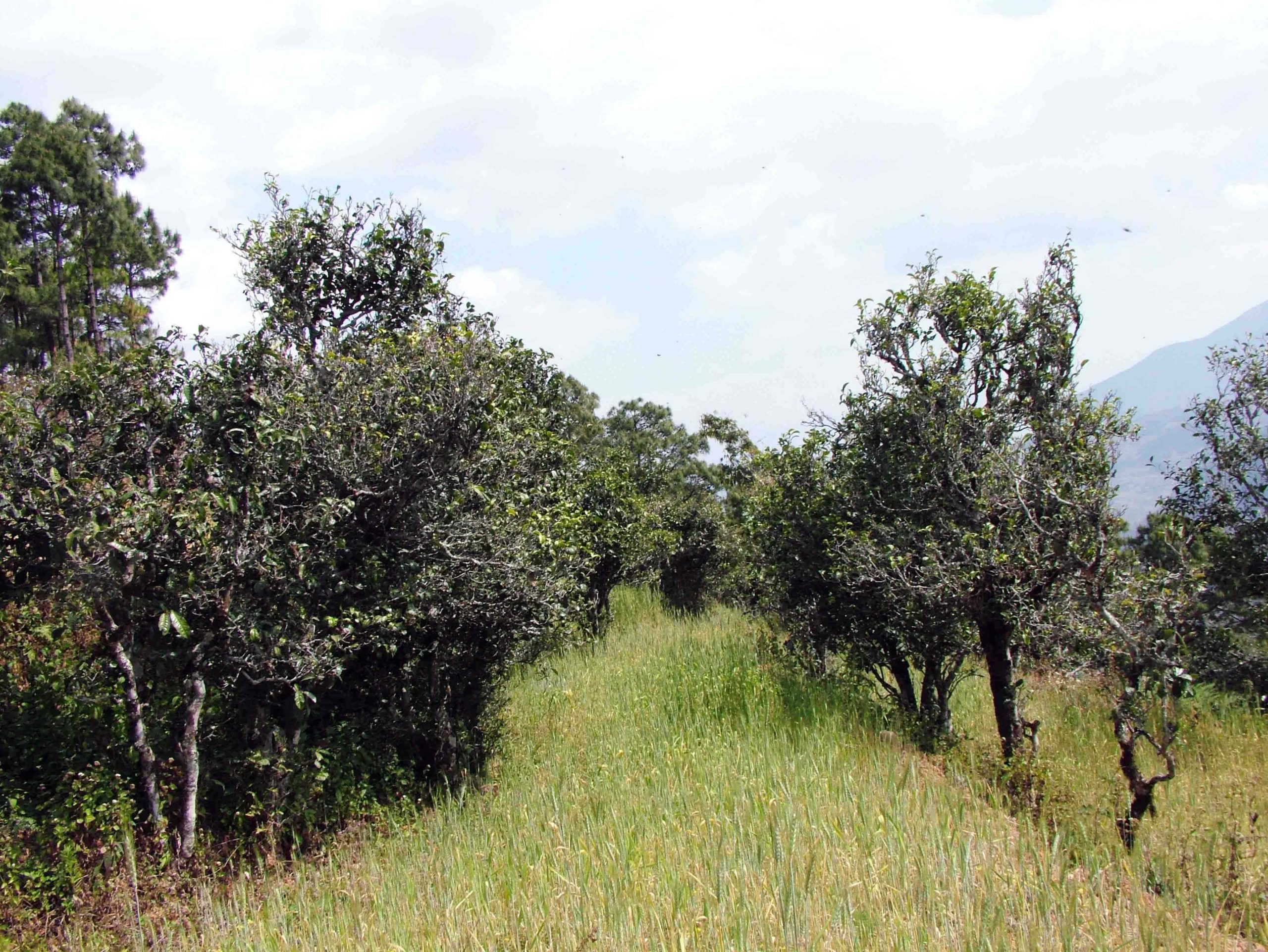 2022年景東老倉福德古樹春茶口感特點？