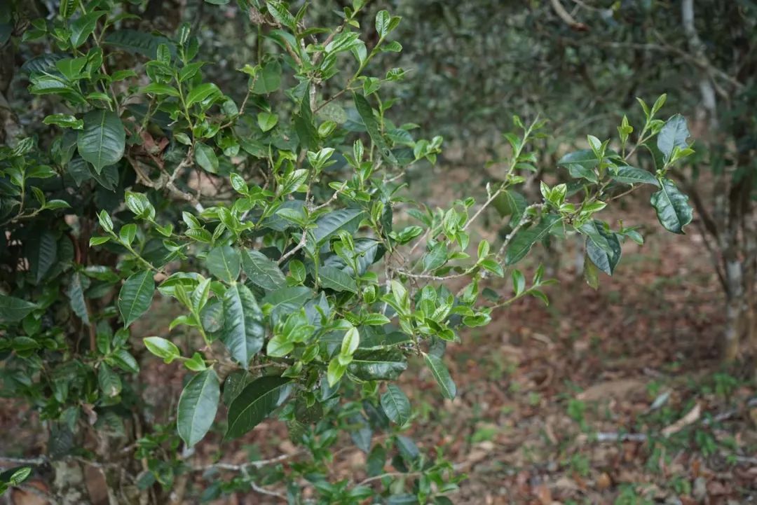 2022年景東哀牢山古樹春茶價(jià)格多少？