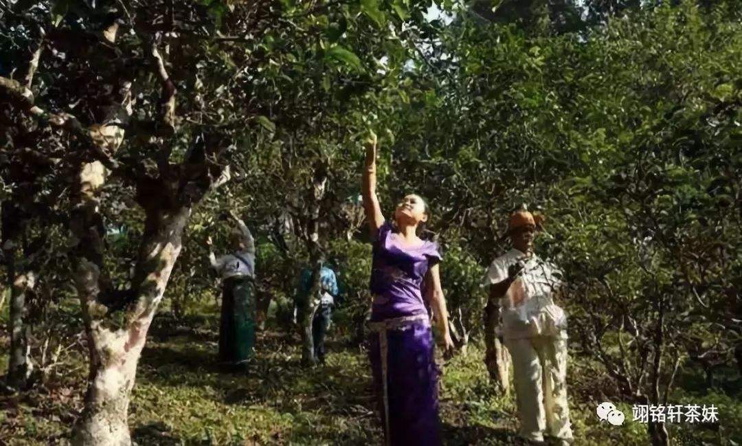 2022年鎮(zhèn)沅爺號大爺馬鄧古樹春茶特點(diǎn)？