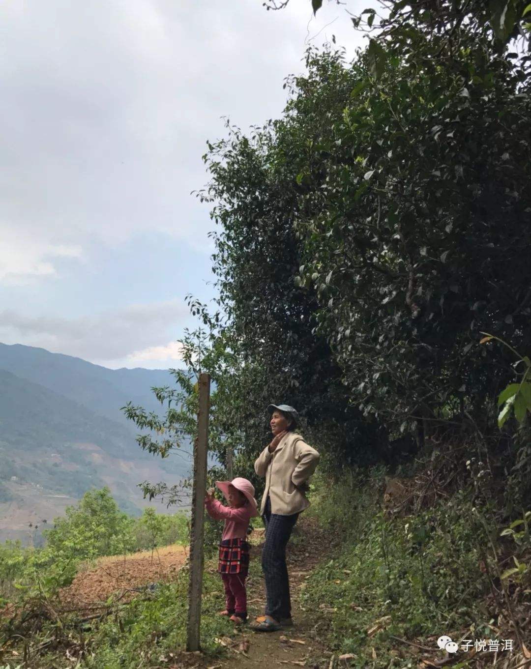 2022年鎮(zhèn)沅馬鄧古樹春茶多少錢一公斤？