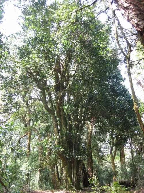 2022年鎮(zhèn)沅馬鄧古樹春茶價(jià)格是多少？