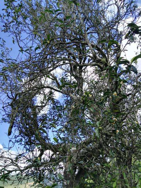 2022年鎮(zhèn)沅老海塘古樹春茶特點？