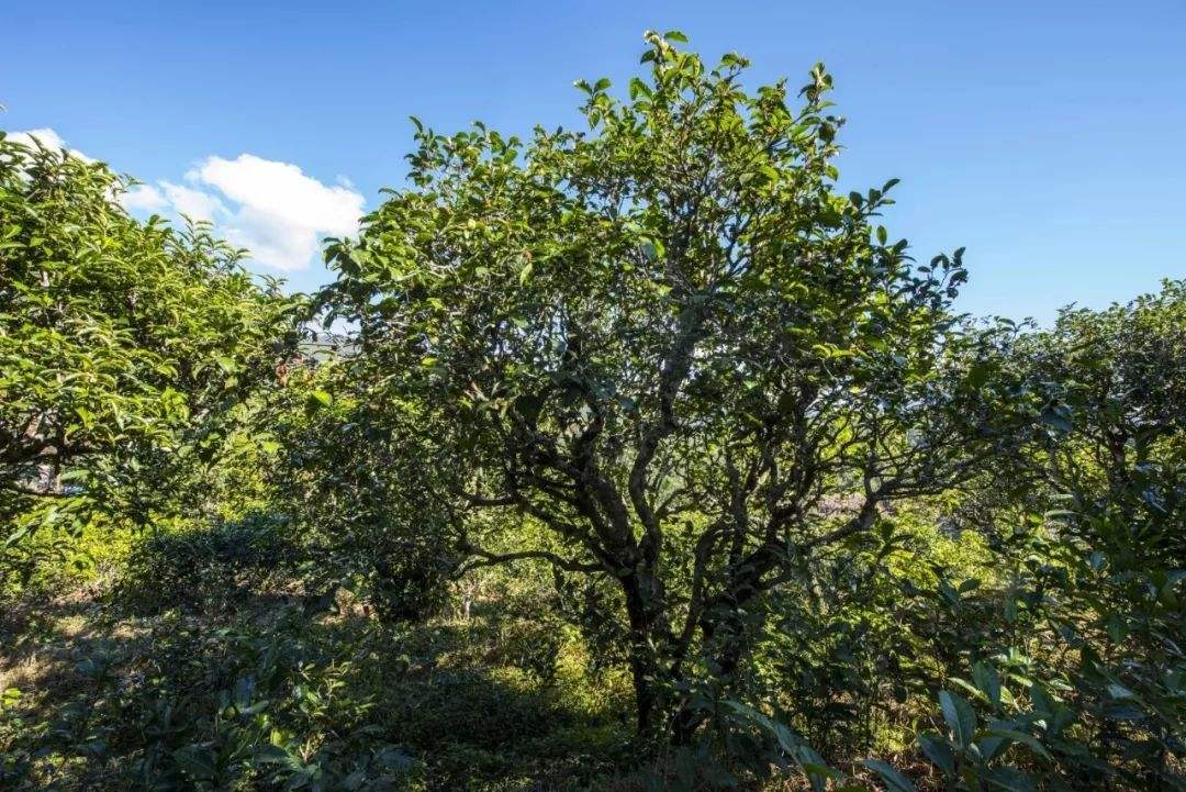 2022年鎮(zhèn)沅老海塘古樹春茶口感？