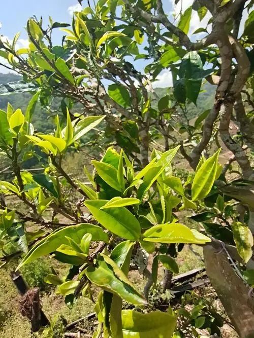 2022年鎮(zhèn)沅砍盆箐古樹春茶特點？