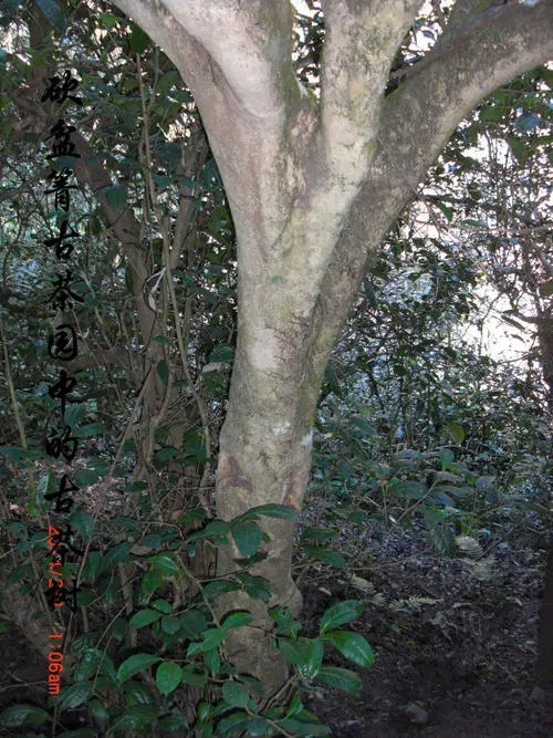 2022年鎮(zhèn)沅砍盆箐古樹(shù)春茶多少錢(qián)一公斤？