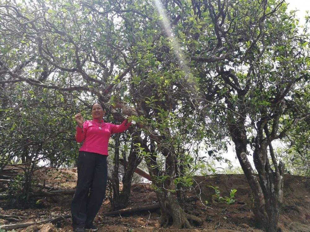 2022年鎮(zhèn)沅打筍山古樹春茶特點？