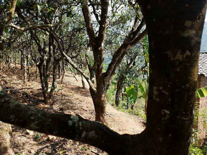 2022年鎮(zhèn)沅打筍山古樹(shù)春茶多少錢(qián)一公斤？