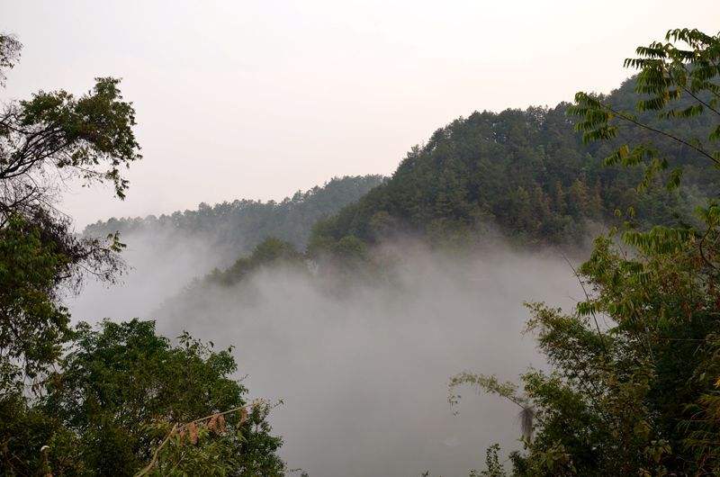 2022年鎮(zhèn)沅老烏山古樹(shù)春茶多少錢(qián)一公斤？