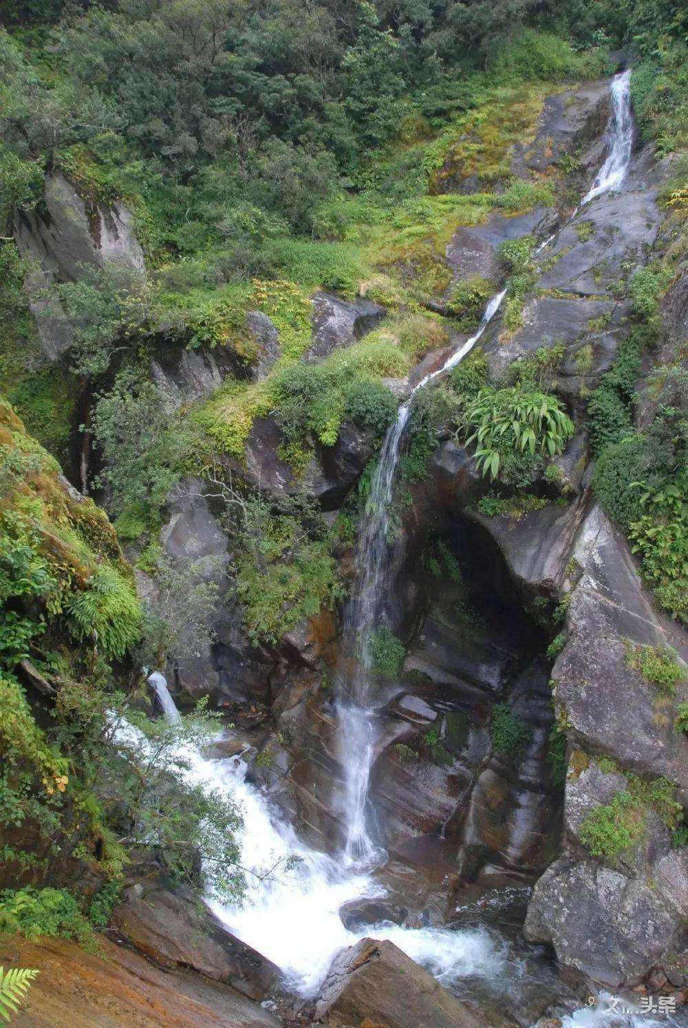 2022年鎮(zhèn)沅千家寨古樹春茶特點(diǎn)？