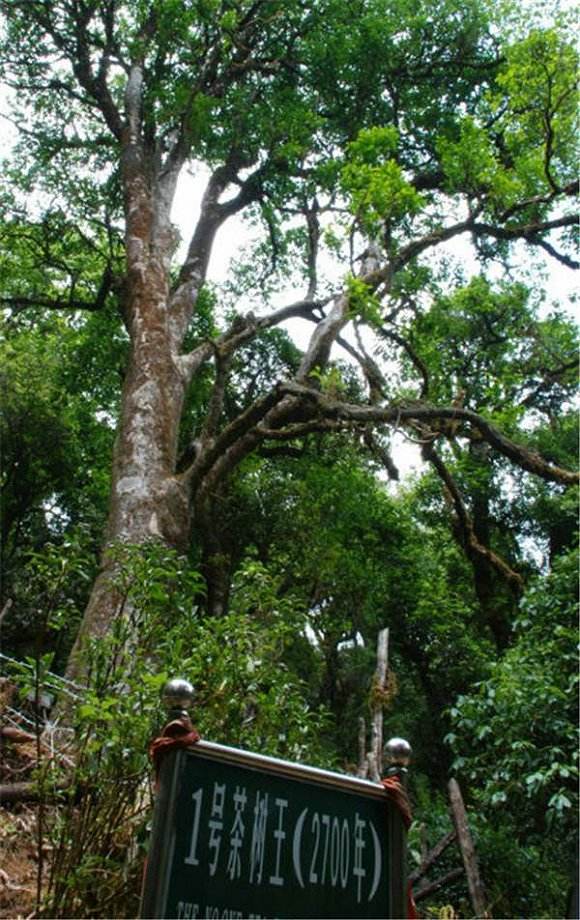 2022年鎮(zhèn)沅千家寨古樹春茶價(jià)格？