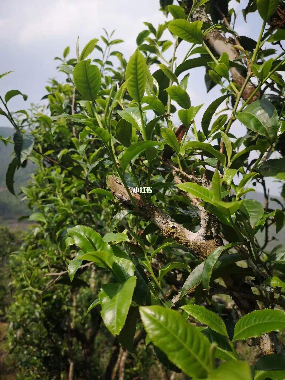 2022年寧洱擺尾箐古樹春茶口感？