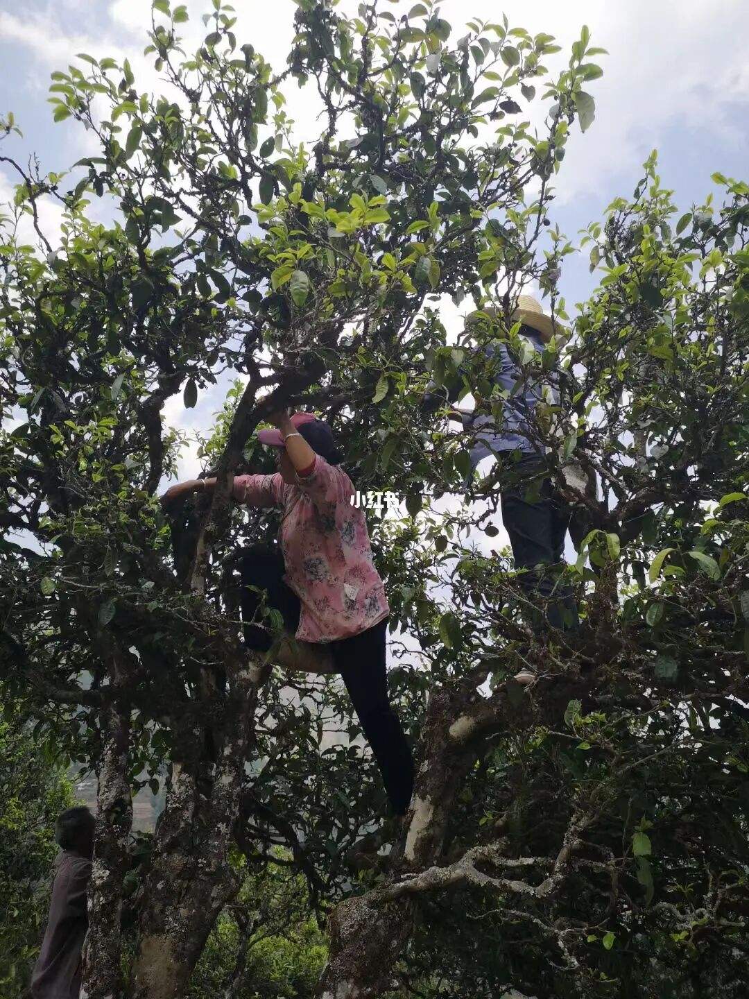 2022年寧洱擺尾箐古樹春茶特點(diǎn)？