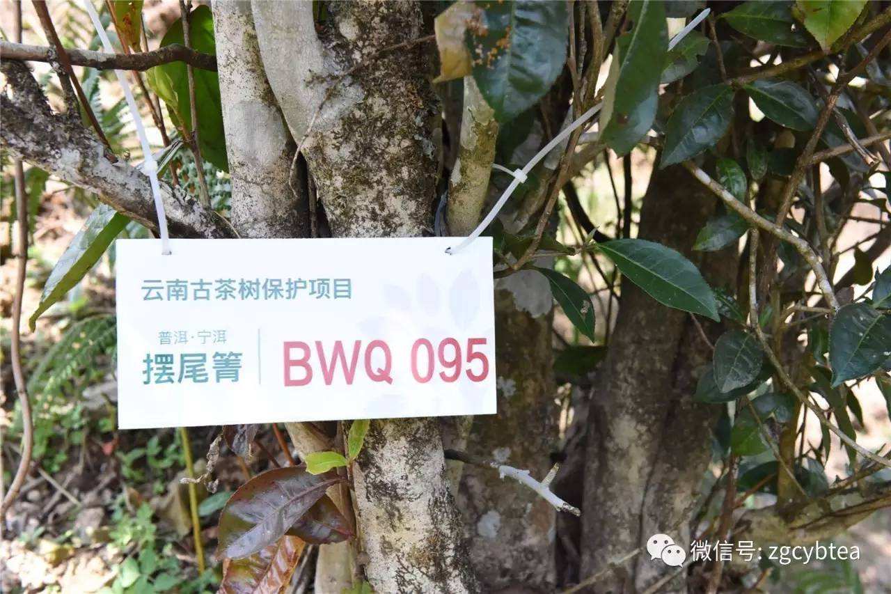 2022寧洱擺尾箐古樹春茶多少錢一公斤？