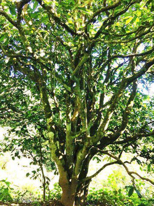 2022年這個春天，回到家鄉(xiāng)擺尾箐，與家人一起用心制茶！