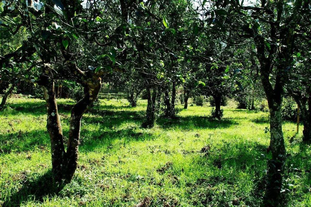 2022年困鹿山古樹春茶價格？