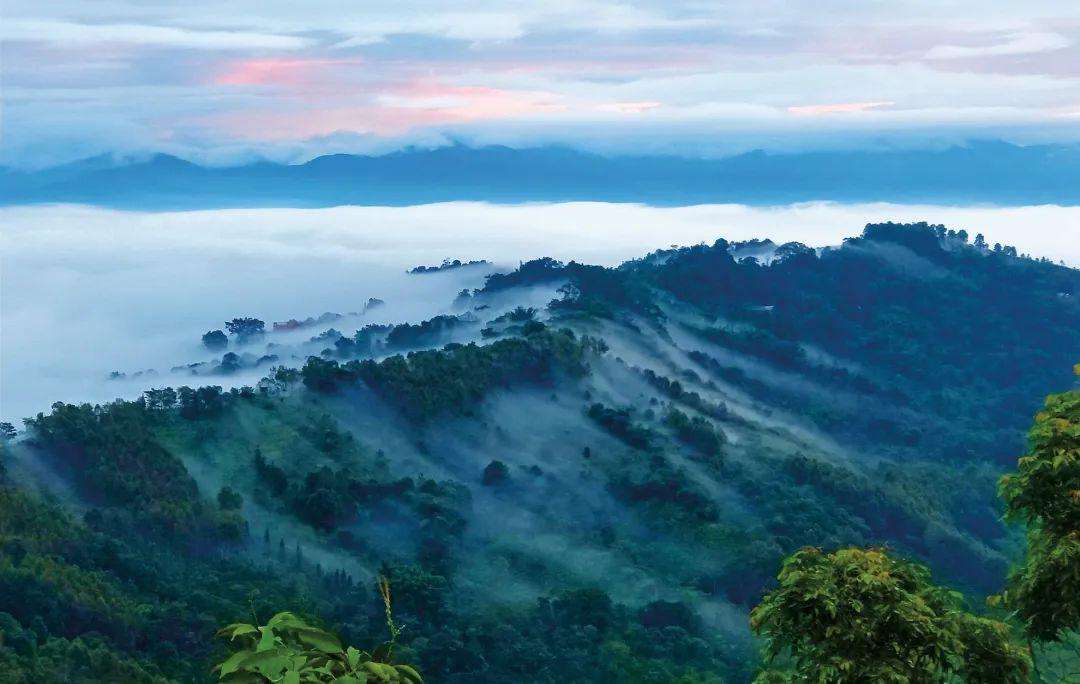 2022年景邁山古茶林為什么可以申遺？