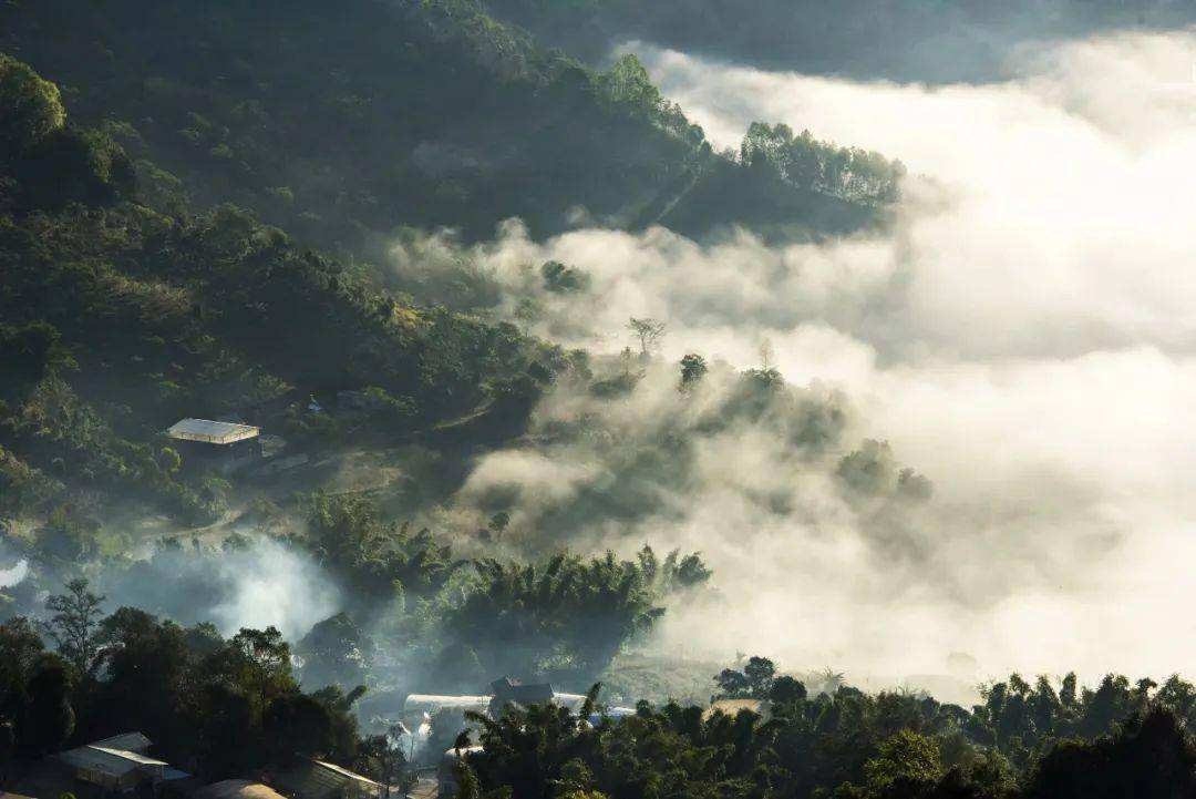 2022景邁山古樹春茶價格？