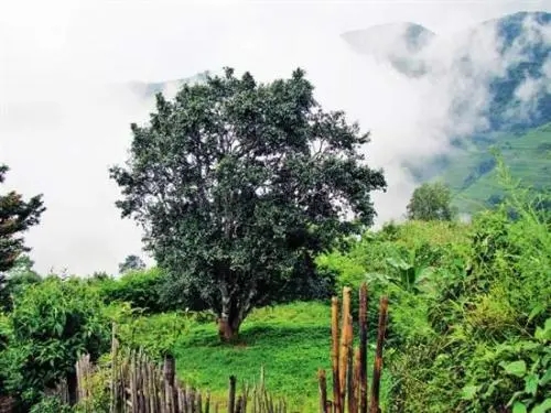 2022年邦威古樹春茶口感是什么？