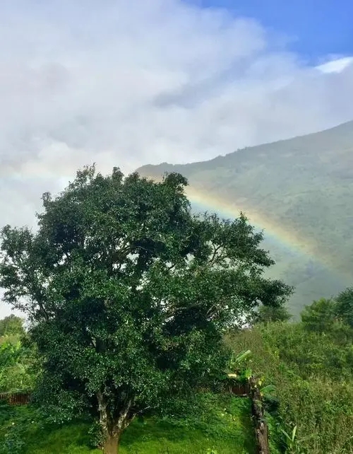 2022 年邦崴古樹春茶價(jià)格多少錢一公斤？