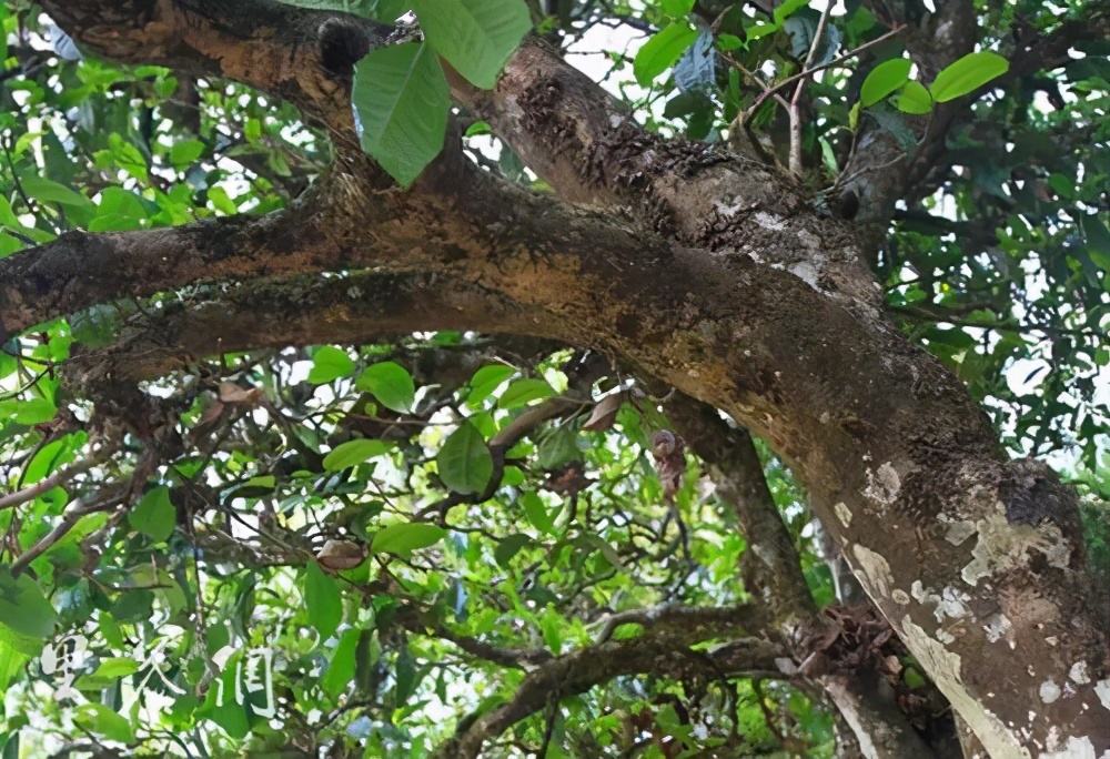 2022年繞開麻黑，你損失的將是半個(gè)易武