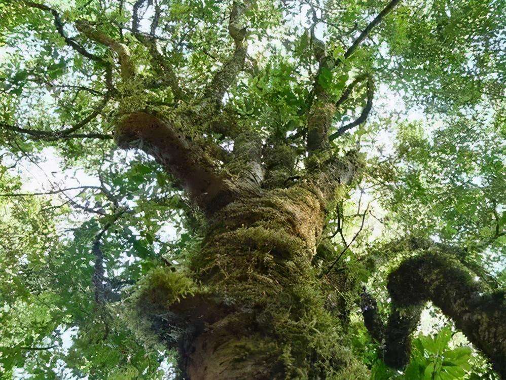 2022年落水洞古樹春茶特點(diǎn)？