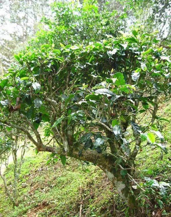 2022年落水洞古樹春茶——盞盛琥珀光，柔甜入人心