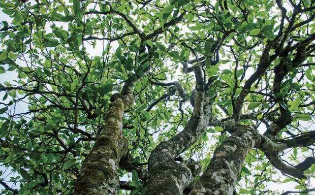 2022年落水洞古樹春茶多少錢一公斤？