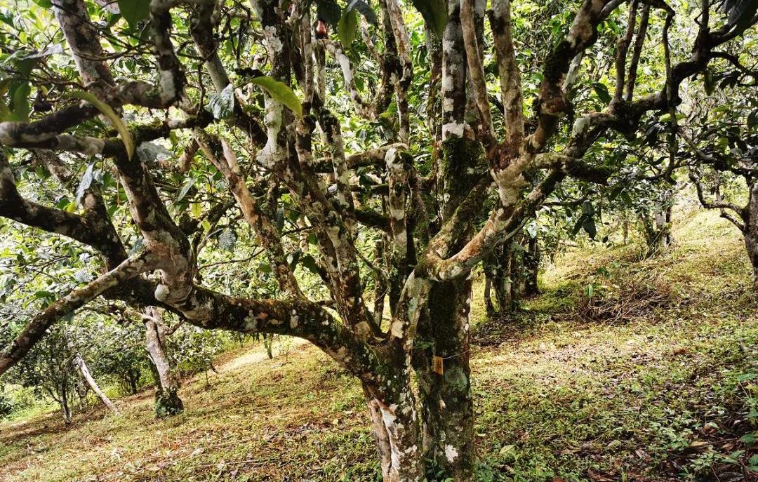 2022年落水洞古樹春茶價(jià)格？