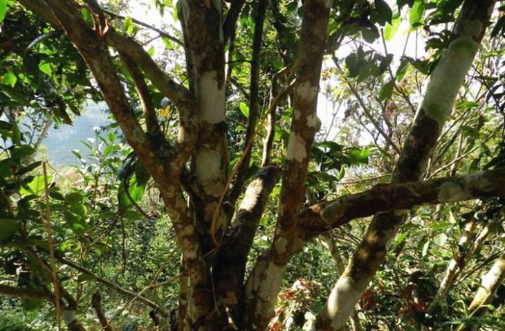 2022年大漆樹古樹春茶特點(diǎn)？