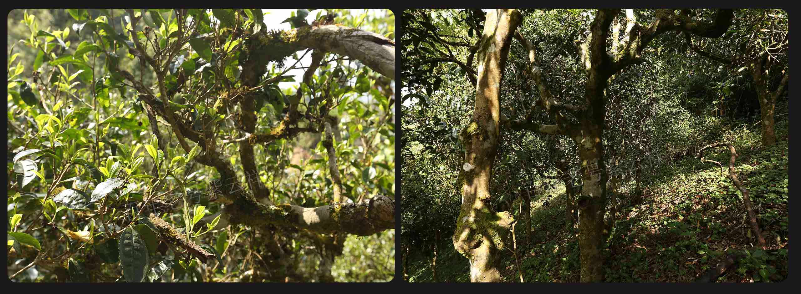 2022年大漆樹古樹春茶價(jià)格？