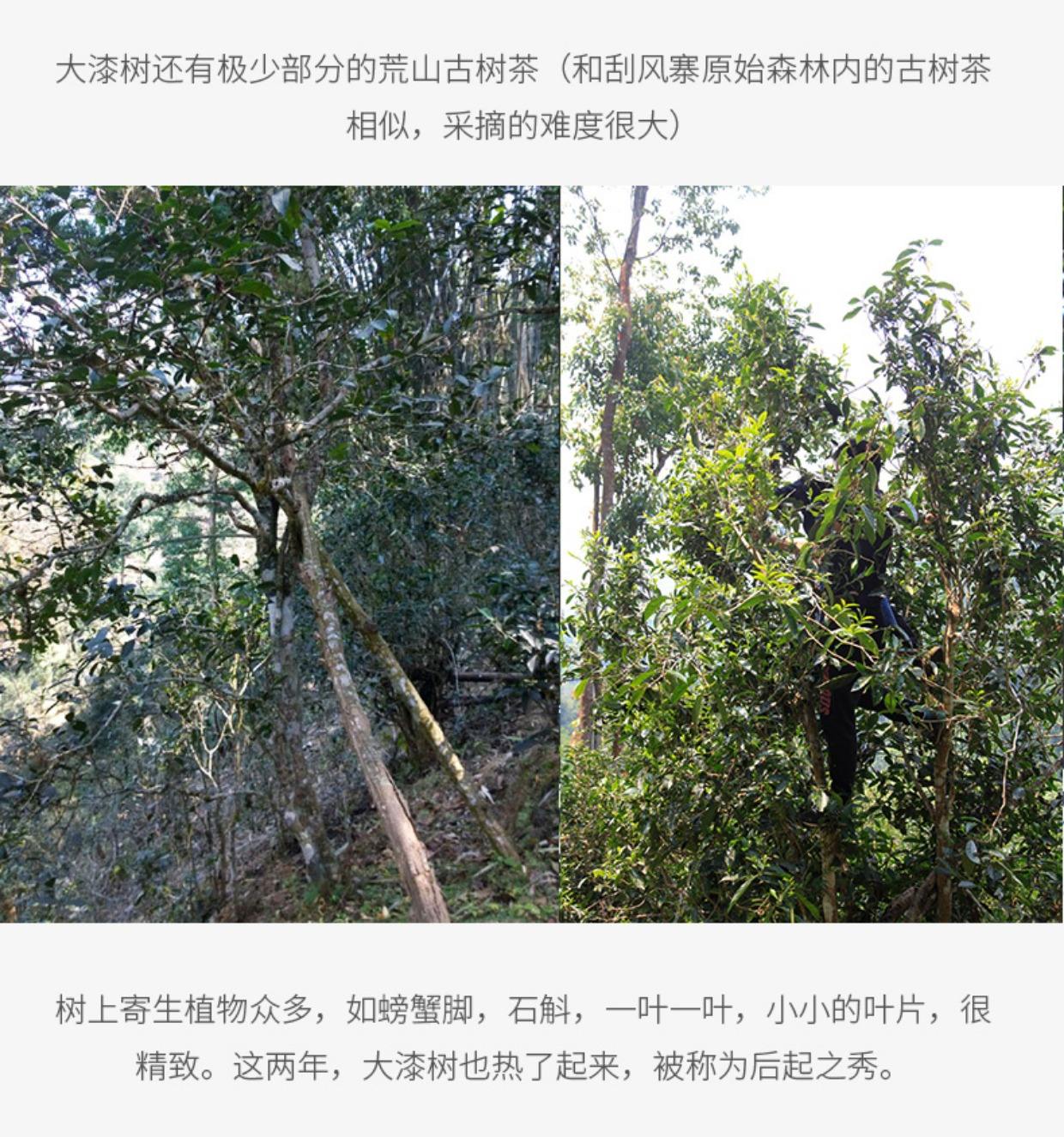 2022年大漆樹古樹春茶多少錢一公斤？