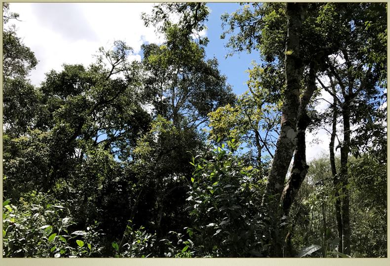 2022年大漆樹古樹春茶丨你壓根就喝不到的喉韻，它就有