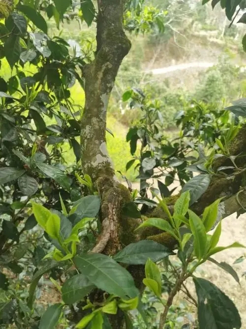 2022年彎弓古樹春茶特點？
