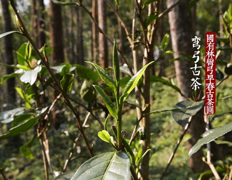 2022年彎弓大寨的古樹春茶為何如此之珍貴？