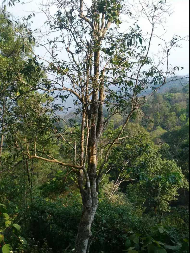 2022年彎弓古樹春茶多少錢一公斤？