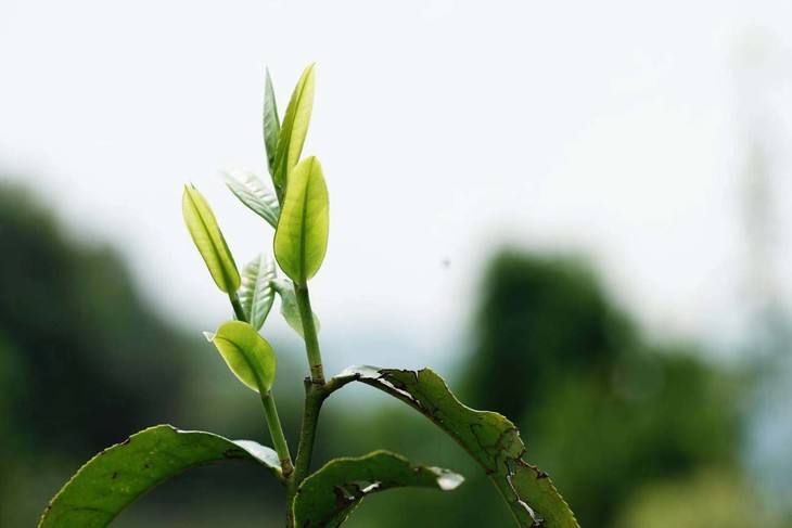 2022年白茶園古樹春茶品鑒！