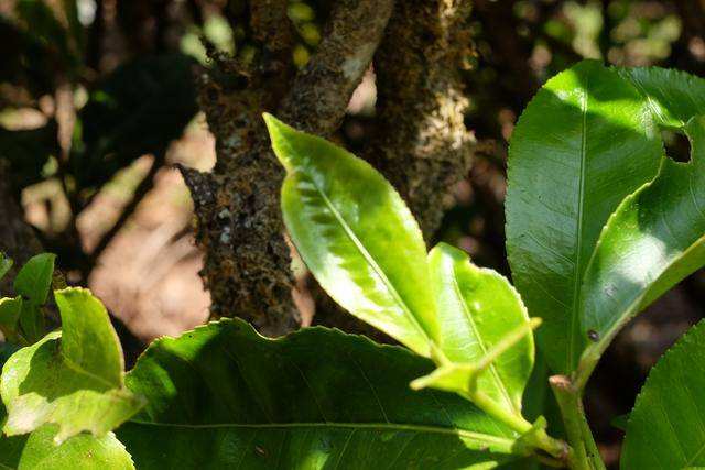 2022年白茶園古樹春茶價(jià)格？