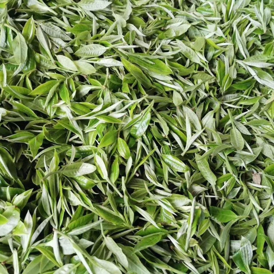 2022年白茶園古樹春茶多少錢一公斤？