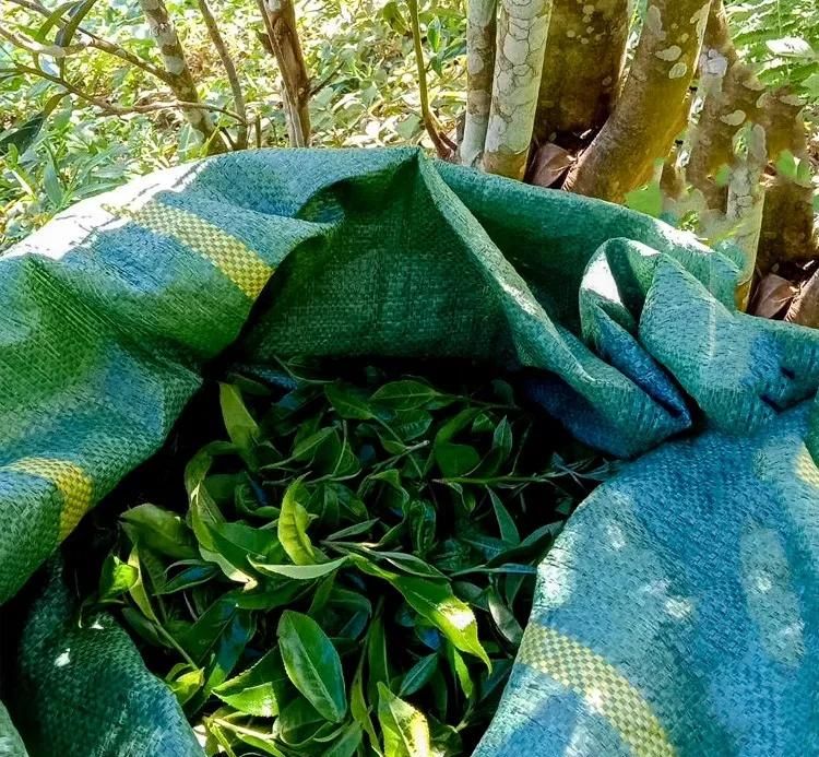 2022年鳳凰窩古樹春茶口感？