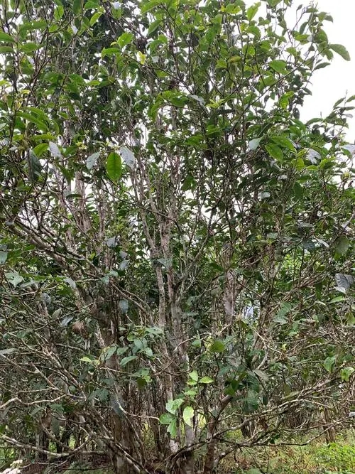 2022年刮風(fēng)寨茶王茶古樹春茶口感？