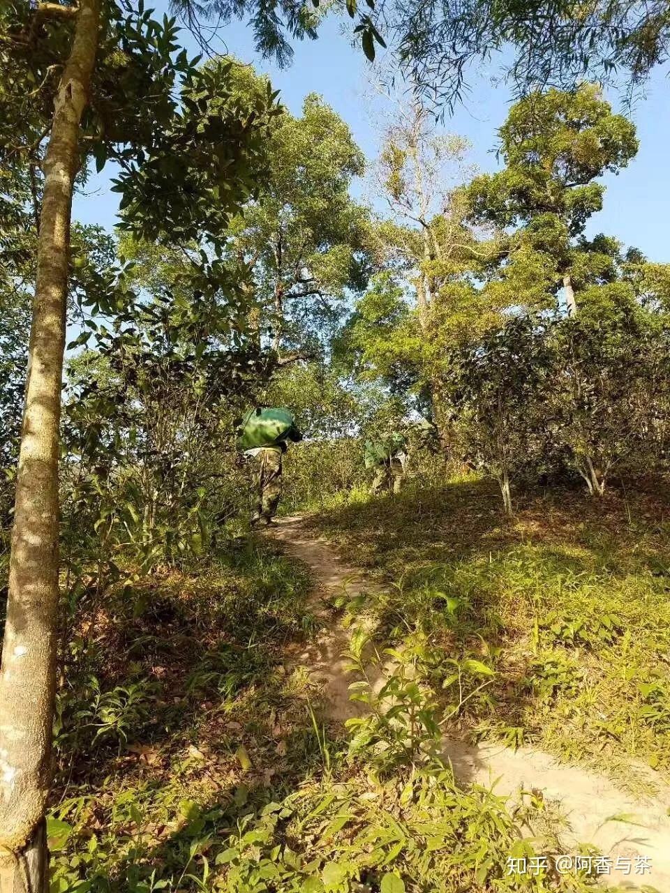 2022年刮風寨茶王樹古樹茶多少錢一公斤？