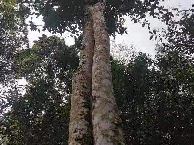 2022年冷水河古樹(shù)春茶口感？